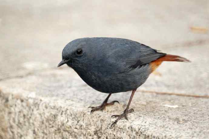 再拍红尾水鸲 再拍红尾水鸲