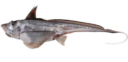 鱼类活化石：银鲛