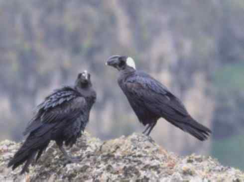 奇特的盔：厚嘴渡鸦