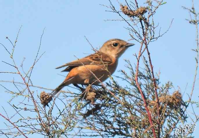 河北乐亭&nbsp;wbr路&nbsp;wbr新进账的鸟儿