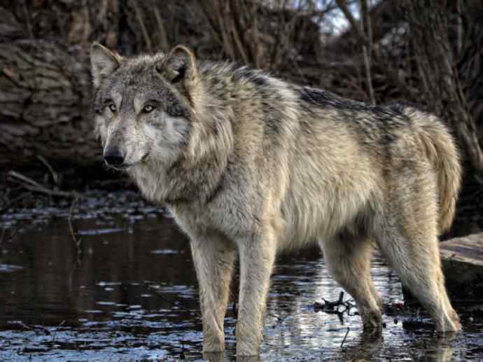 犬科：犬亚科犬属之澳洲野犬、歌唱犬、家犬