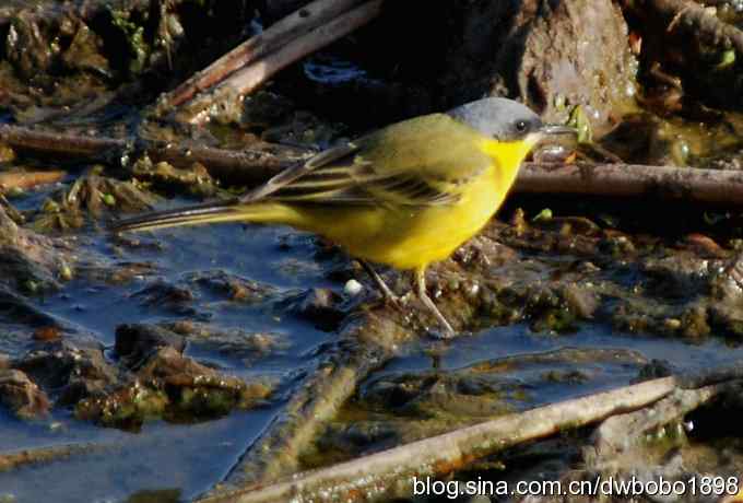 沙河云光水色鸟影
