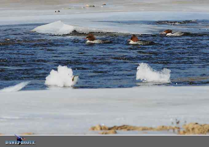 冰上鸭趣 冰上鸭趣