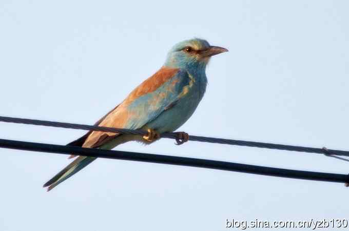 幸会蓝胸佛法僧（组图，4张图片）