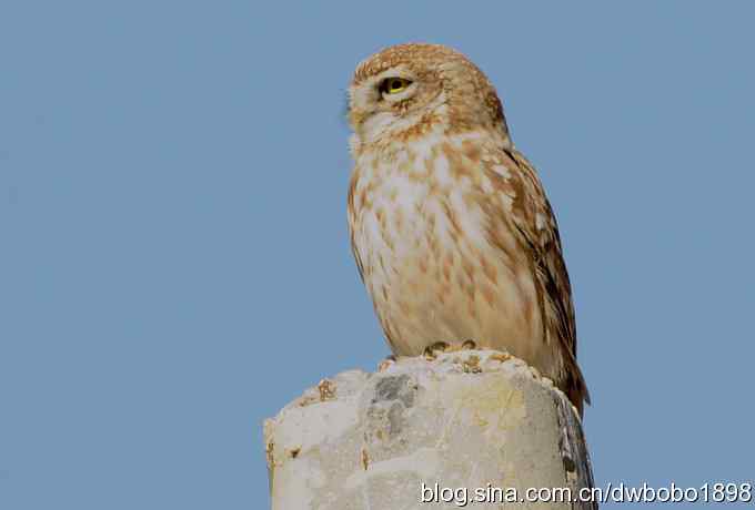 白河峡谷：鹮嘴儿小猫拍不够