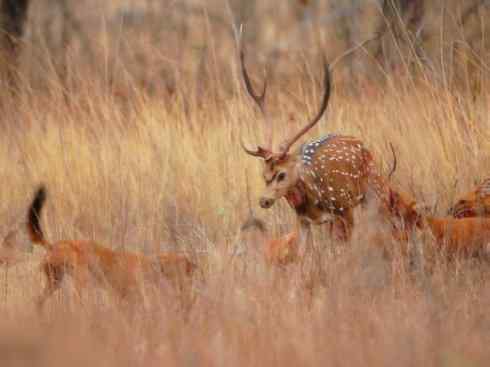 狈：传说的兽原型探秘（豺）