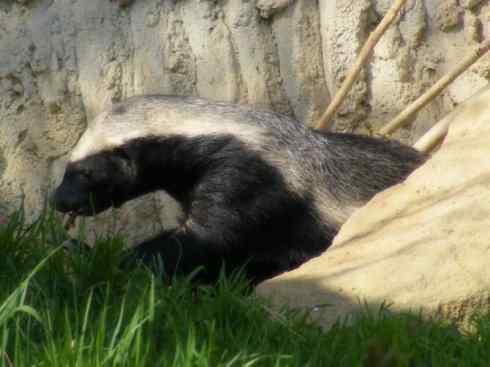 十大喜食蜂蜜动物：蜜獾
