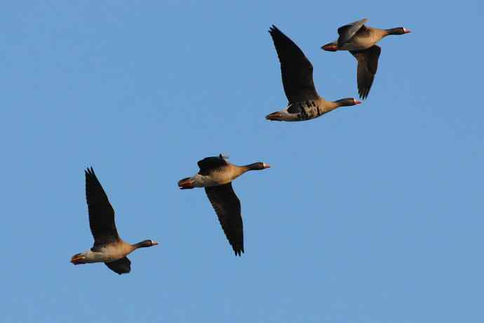 【新鸟】白额雁 wbr图牧吉湿地初探 【新鸟】白额雁 wbr图牧吉湿地初探