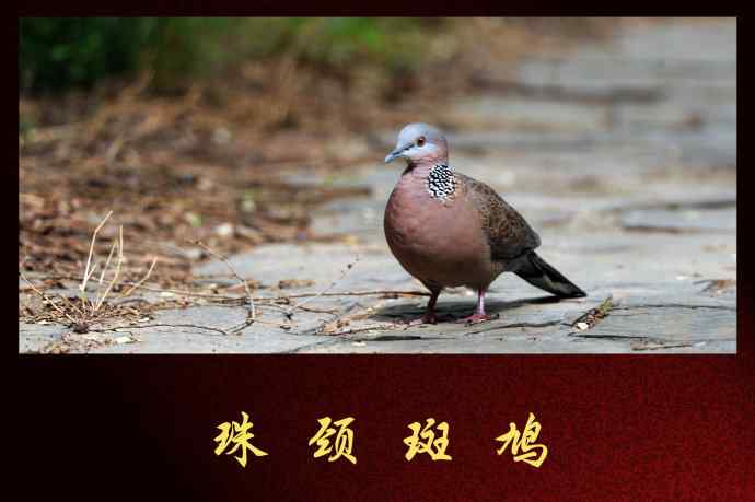 北京天坛公园的鸟类——珠颈斑鸠