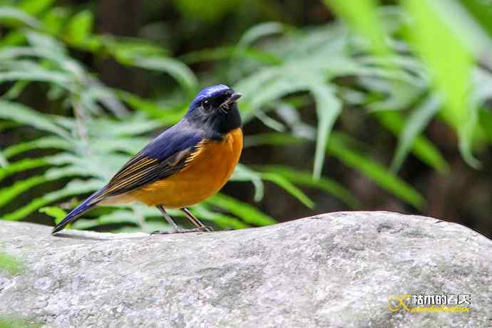 棕腹大仙鹟GG、MM