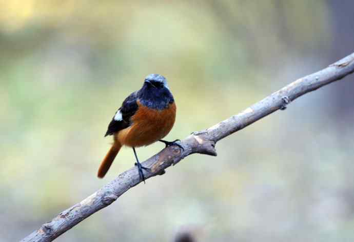 雄性北红尾鸲（10）