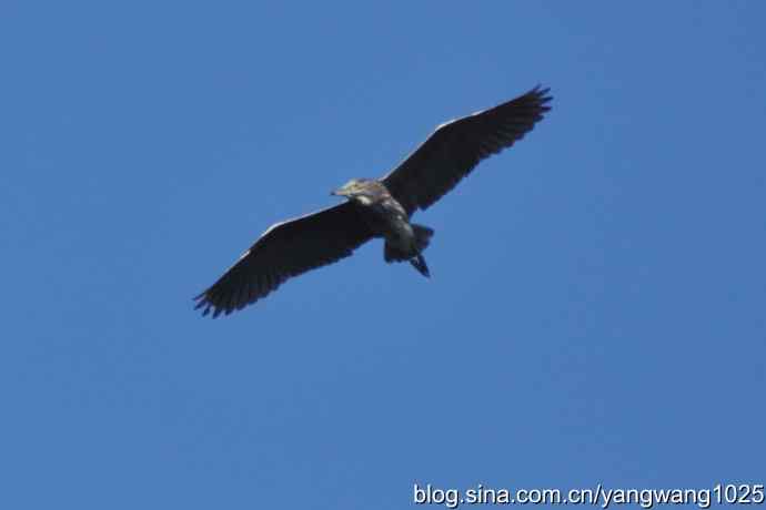 飞（夜鹭） wbr3