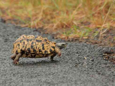 玄武：传说的兽原型探秘（象龟）