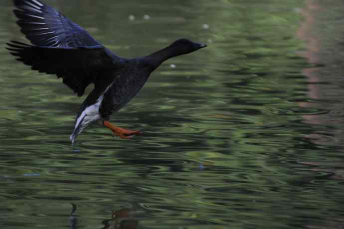 八月十六（杂片）