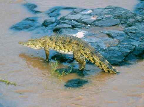 龙：传说的兽原型探秘（鳄类）