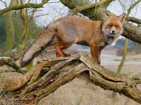 犬科：狐亚科狐属