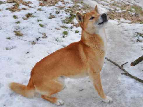 犬科：犬亚科犬属之澳洲野犬、歌唱犬、家犬