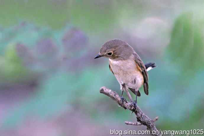 秋天的红喉姬鹟（2）