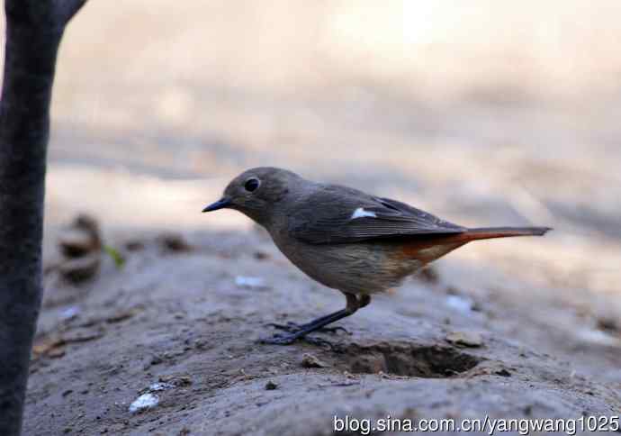 雌性北红尾鸲（7）
