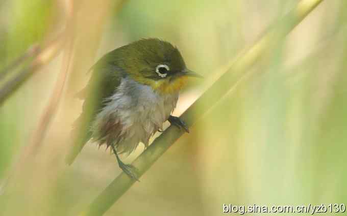 第一次遇到绣眼鸟（组图）