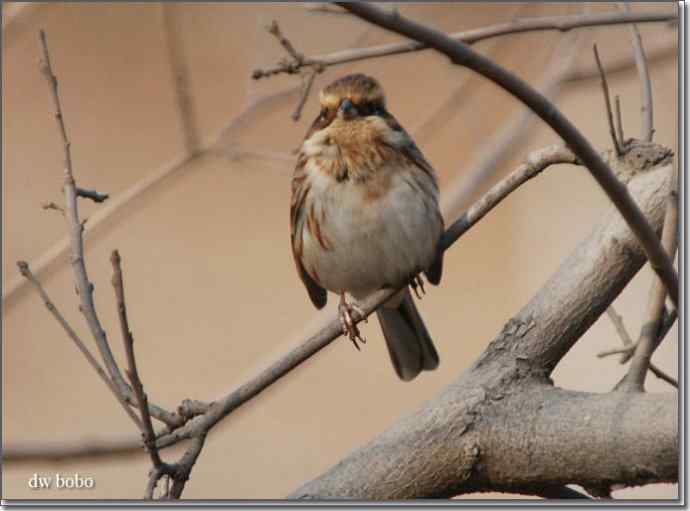 辞旧岁 wbr黄喉鹀添彩儿