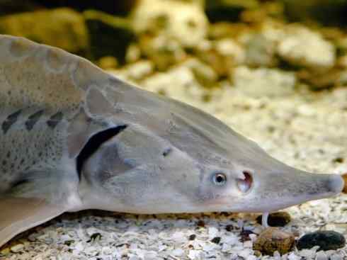 鱼类活化石:中华鲟 鱼类活化石:中华鲟