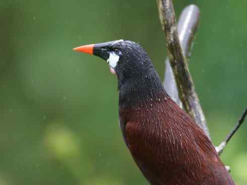 奇特的盔：拟椋鸟