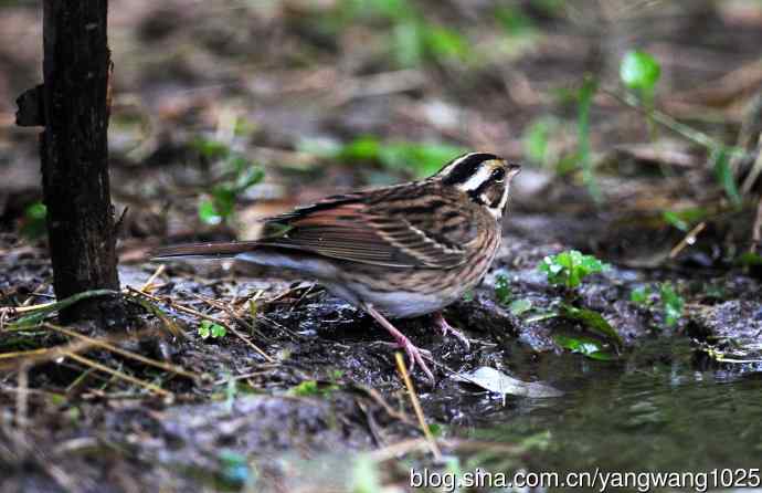 三道眉草鹀（1）
