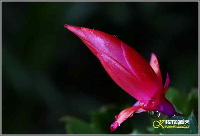 拍鸟需要一种心境【照片】