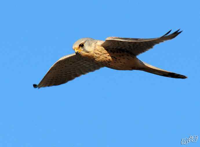 官厅水库&nbsp;wbr路&nbsp;wbr风中悬停的红隼