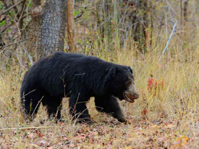 盘点十二大著名食蚁动物：懒熊