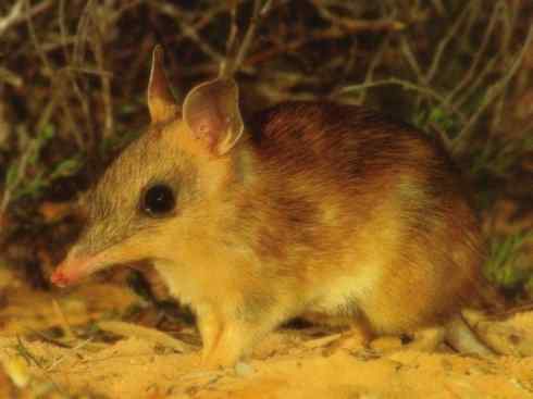 动物世界：山寨还是原创之十三