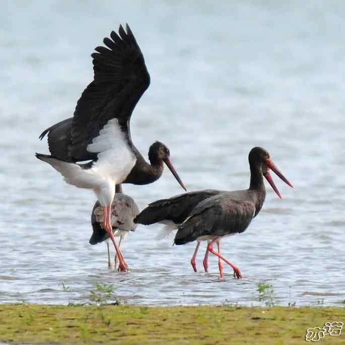 白河堡&nbsp;wbr路&nbsp;wbr路遇黑鹳