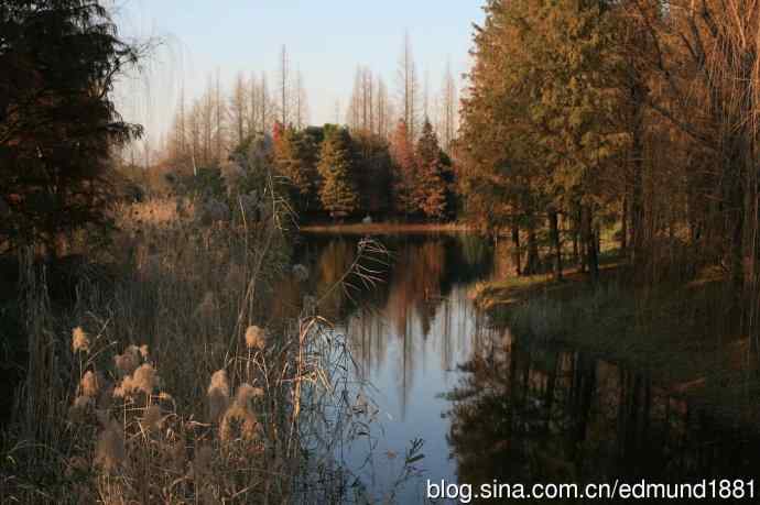 2012除夕滨江森林公园二寻太平鸟