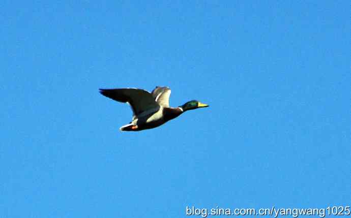 飞（绿头鸭）