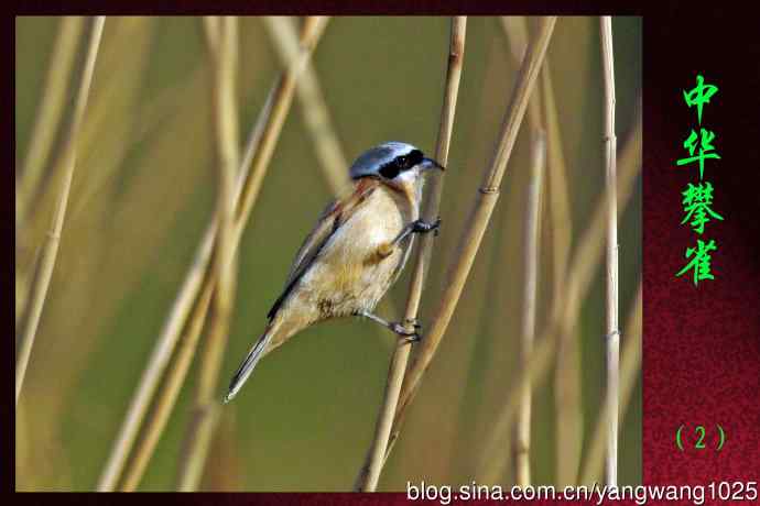 北京南海子公园的鸟类——中华攀雀（2）