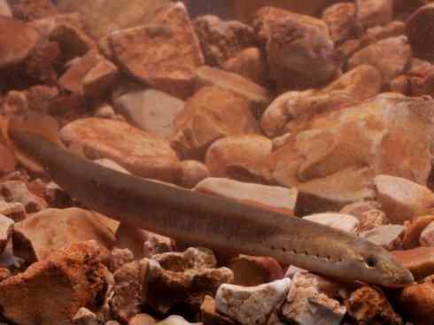 鱼类活化石：七鳃鳗