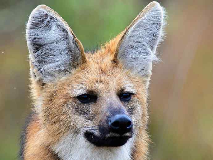 犬科：犬亚科鬃狼属的鬃狼