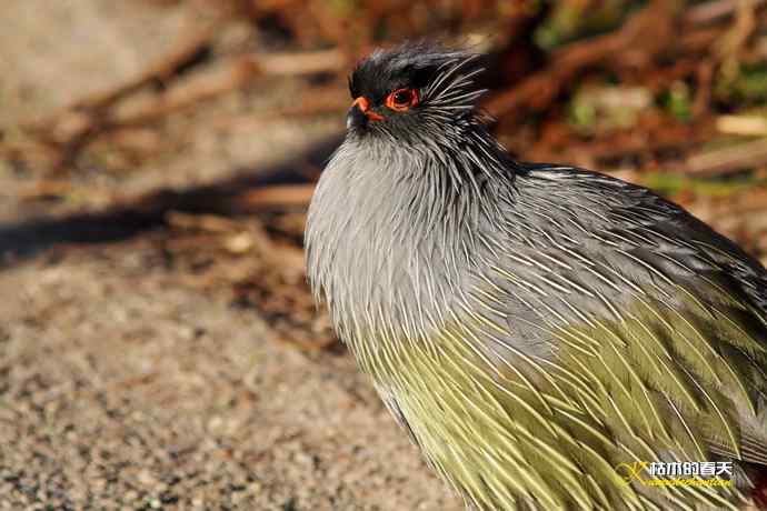 帕姆岭拍鈥溠翕