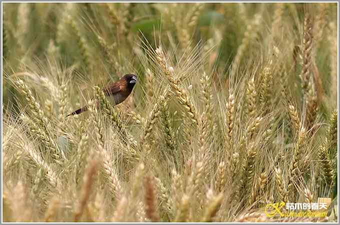 夏天的几只鸟【照片】
