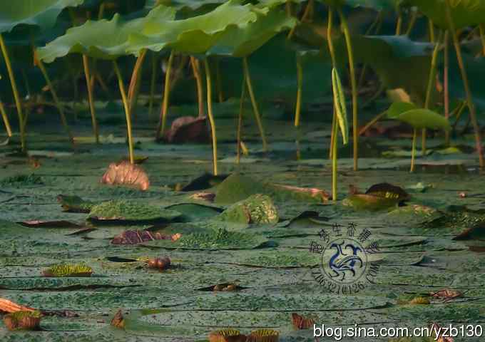 凌波仙子鈥斺斘业拿沃星槿耍ㄗ橥迹22张图片）