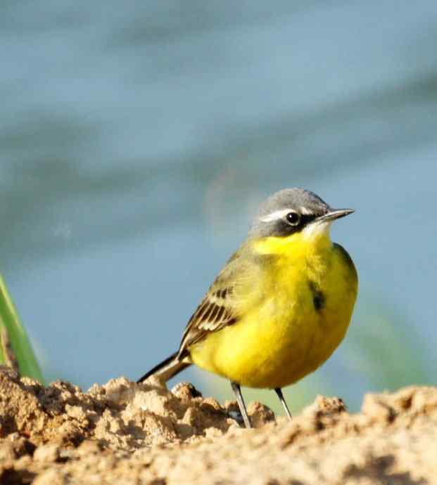 头一次打鸟就遇见了黄鹡鸰 头一次打鸟就遇见了黄鹡鸰