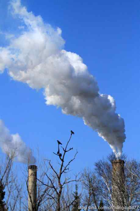 美国鸟类摄影——任凭浓烟滚滚，俺等岿然不动