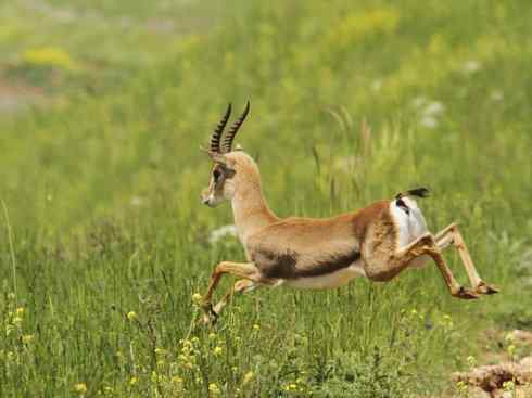 麒麟：传说的兽原型探秘（鹿羚）