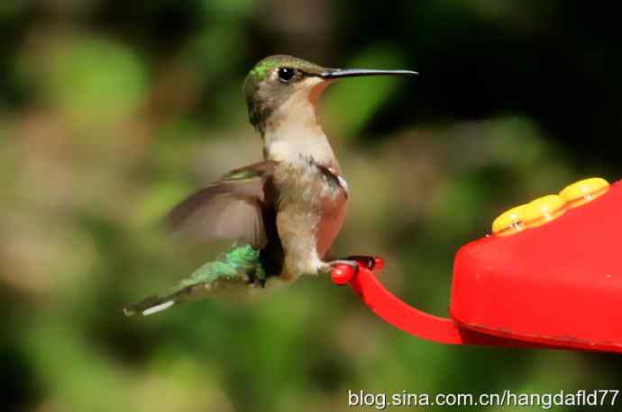 红玉喉北蜂鸟（5）