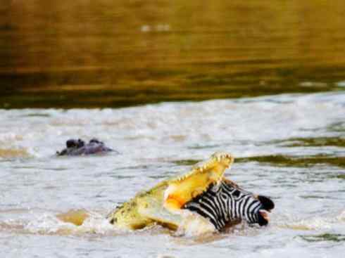 自然奇观：动物大迁徙(棱皮龟类)