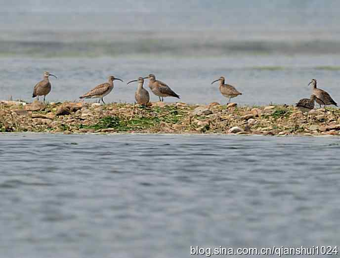 湿地观鸟.中杓鹬