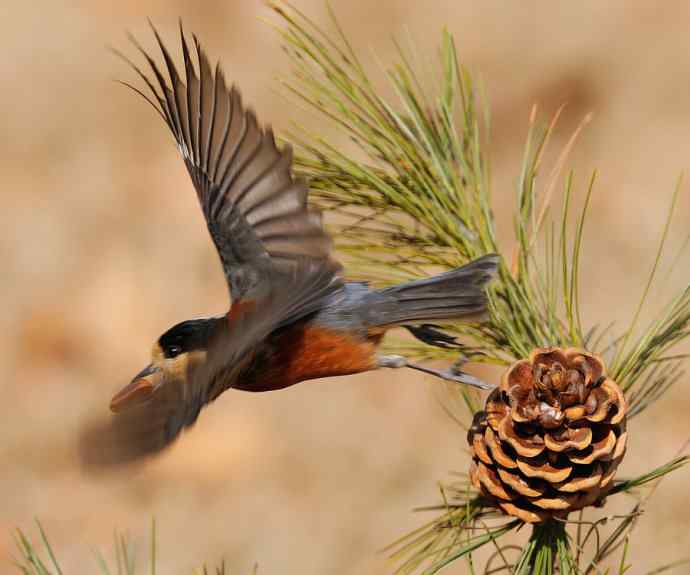 【新鸟】稻香湖的杂色山雀