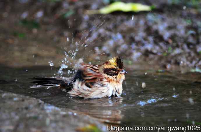 洗浴中的黄喉鹀
