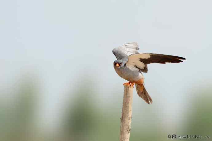 野鸭湖拍的阿穆尔隼